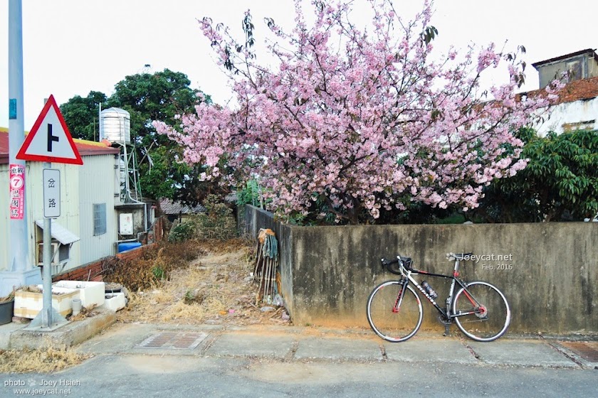 彰化 139 芬園鄉 獅子櫻花大道