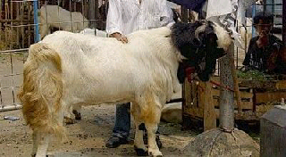 foto kambing terbesar di dunia - gambar binatang - foto kambing terbesar di dunia
