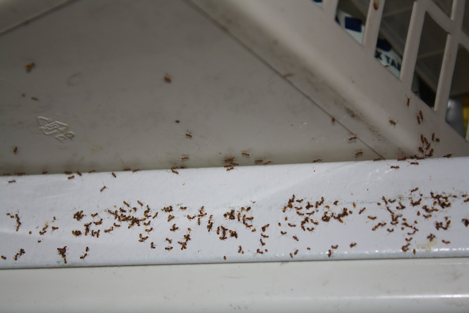 маленькие домашние муравьи. домашние муравьи. фараонов муравей гнездо. фараонов муравей – (домовой муравей). муравьи домашние мелкие.