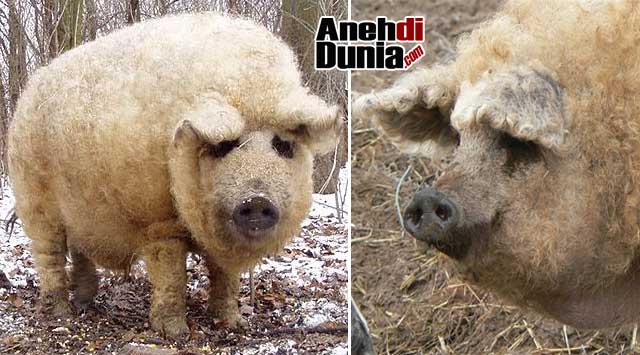 Hasil Perkawinan Silang Hewan Teraneh Di Dunia Berita Aneh Unik