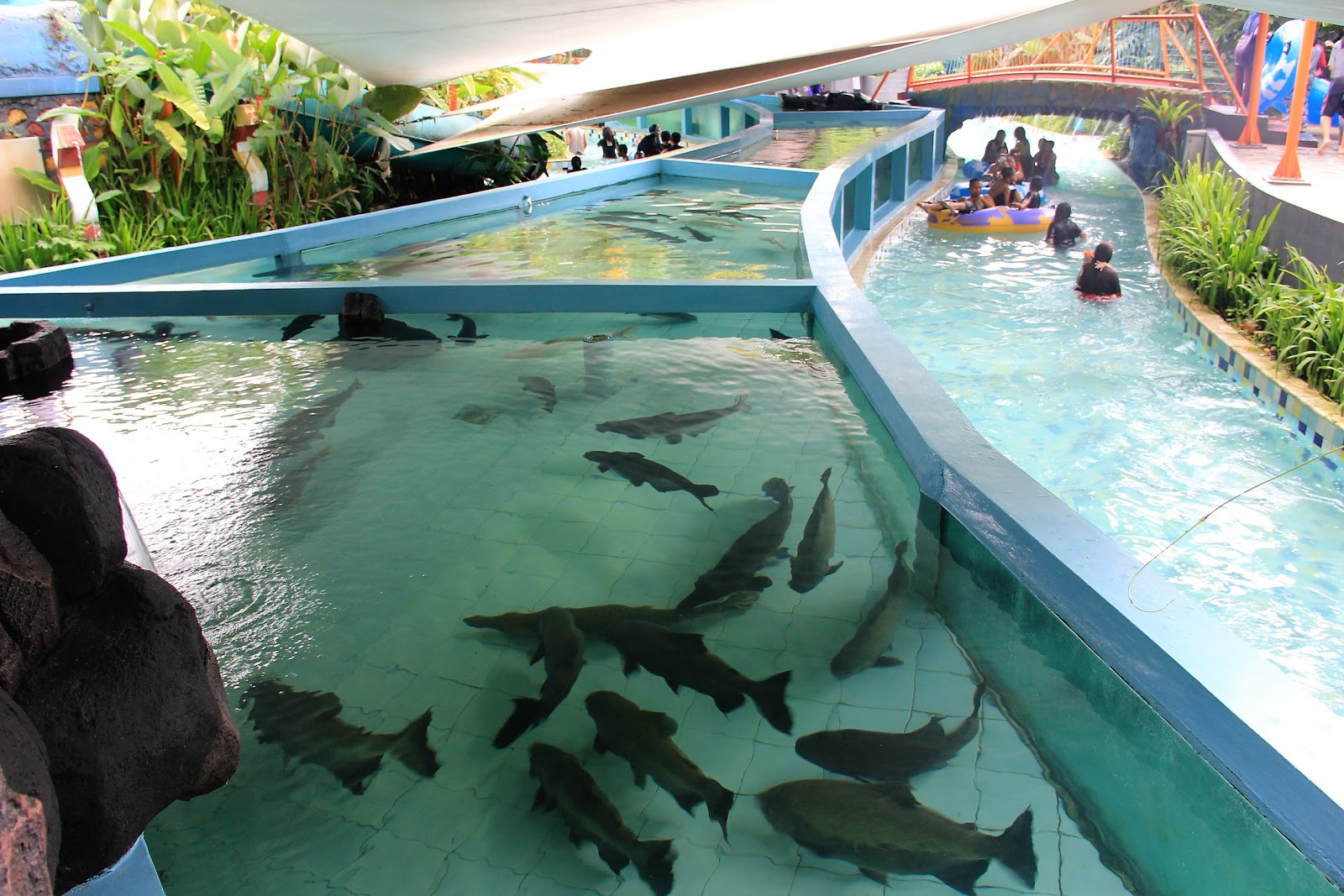 Giant Aquarium The Jungle Waterpark Bogor Tiket jungleland Promo