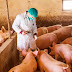 Detectan en cerdos virus peligroso para humanos