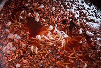 corso tintura naturale lana filati tessuti Rosso di Robbia corsi tintura naturale lana