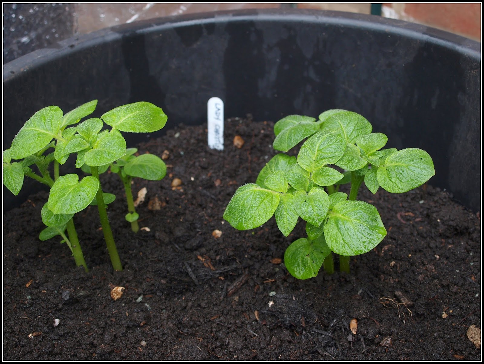 Mark's Veg Plot "Earthingup". Is it worth doing?
