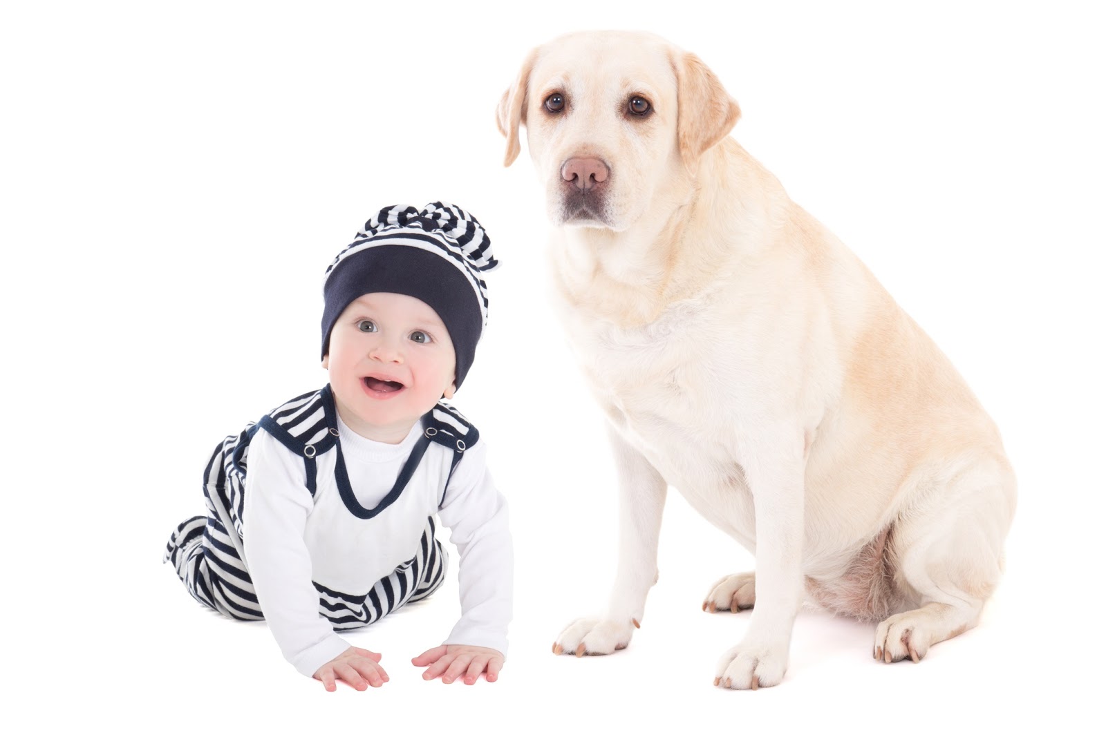 All About Our Pets 3 Tips for Preparing your Dog for Baby’s Arrival