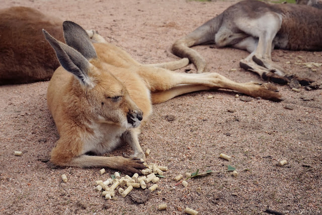 Caversham Wildlife Park Australia Perth