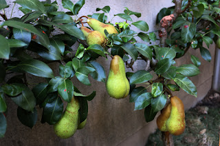 Engrais pour les arbres fruitiers bio IMG_1878%2Bsmall