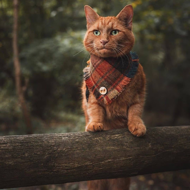 KEDİLERLE İLGİLİ ŞIŞIRACAĞINIZ BİLGİLER )