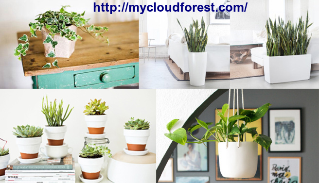 Plants Online Store: Best indoor plants online Bangalore Plants Online Store: Best indoor plants online Bangalore