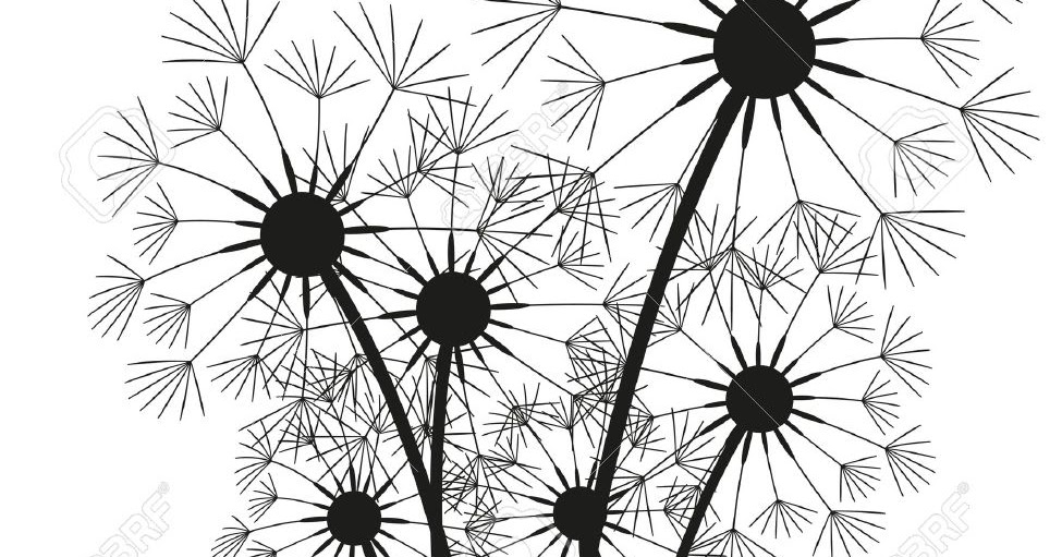gambar mewarnai tema tumbuhan bunga dandelion