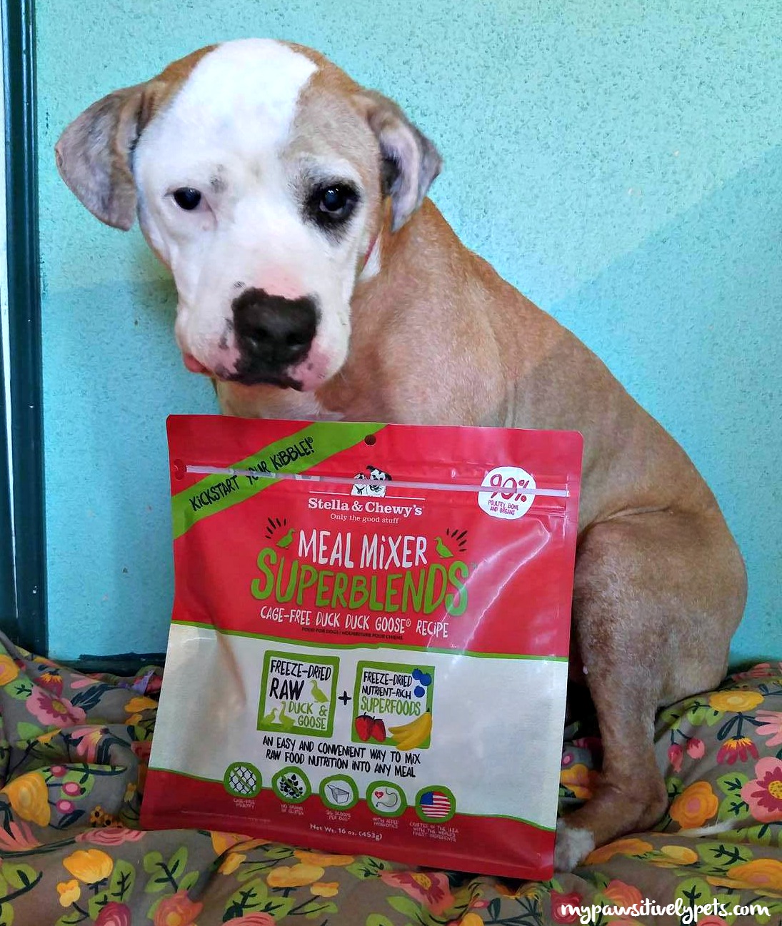 Stella Chewy s MealMixerChallenge Win Prizes for Your Dog
