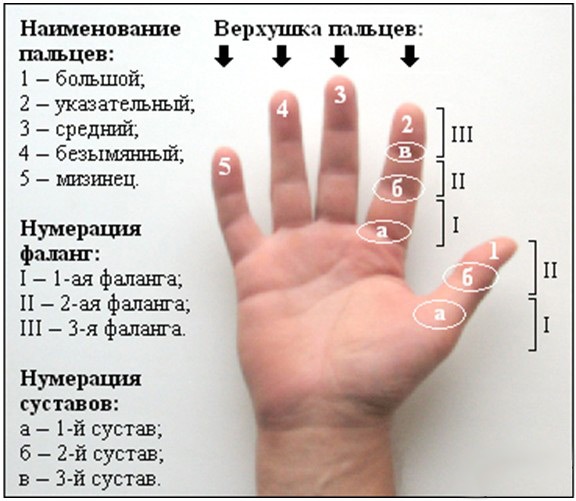 ШКОЛА: УЧИМ НАЗВАНИЕ КАЖДОГО ПАЛЬЧИКА