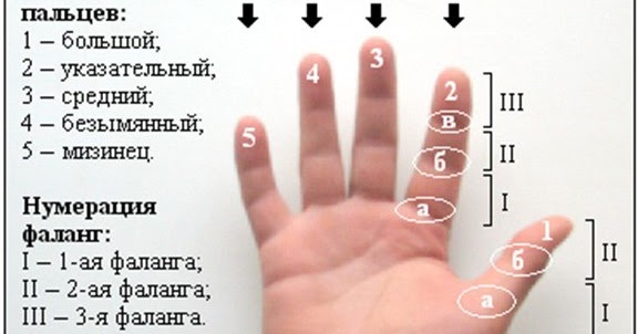 Раскладка 5 пальцев на телефон. Пальцы рук название каждого. Как называется каждый палец на руке. Учим название пальцев. Пять пальцев на руке своей назвать по имени сумей.