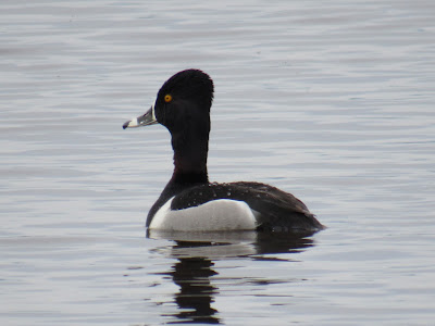 Sacramento National Wildlife Refuge California birding