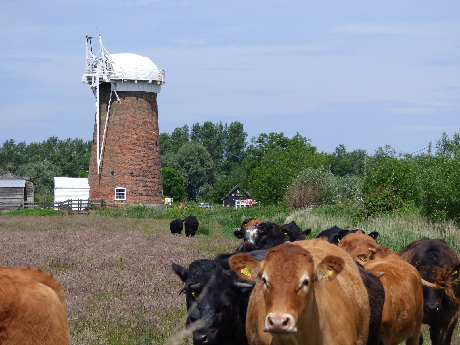 Out and About Horsey Mere & Mill circular walk