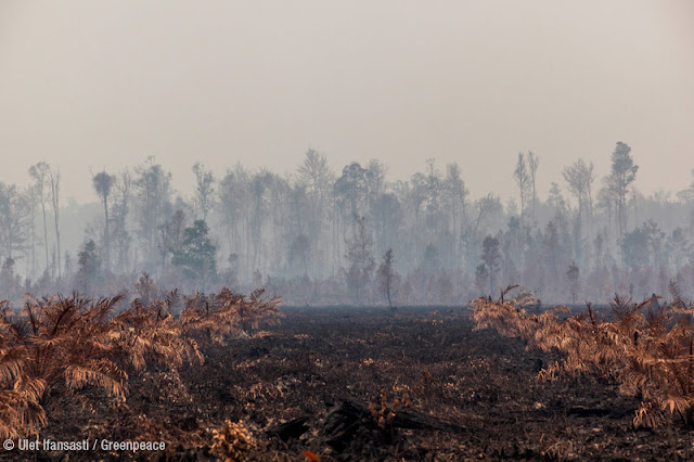 Deforestación e incendios provocados para producir aceite de palma
