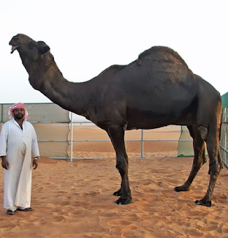 Pelo Mundo: Andando de Camelo