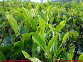 Tea Leaves in Wayaanad Region