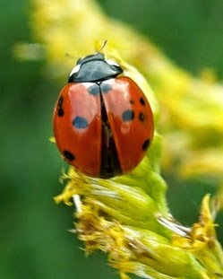 Awakenings: New York: Diversity & Contrast