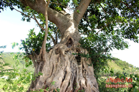 Nhung cay da lang doc dao o Nam Tan - Anh 3