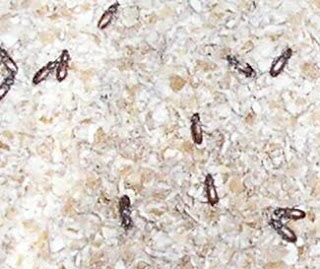 French Vocabulary Illustrated ciron