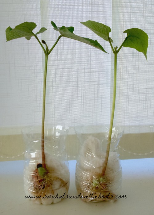 Sun Hats & Wellie Boots How to grow beans in bottles!