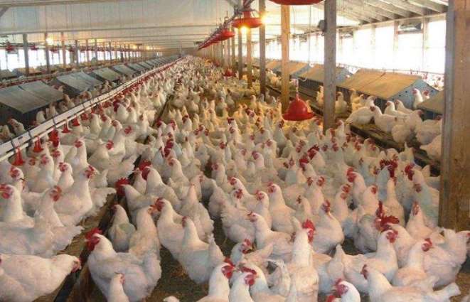 Poultry farmers seek govt’s help amid COVID-19 crisis.