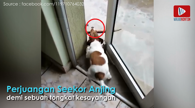 Anjing Ini Terlalu Semangat 