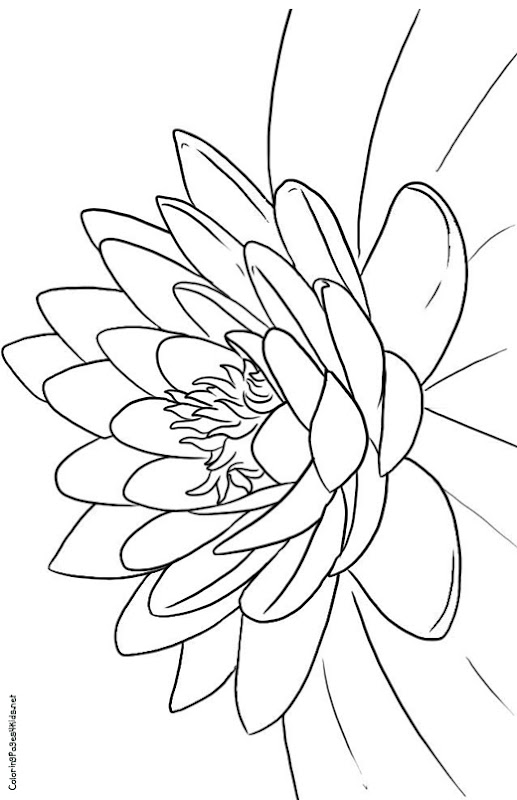 Coloring Pages Of Lotus Flower - Best Coloring Pages Collections