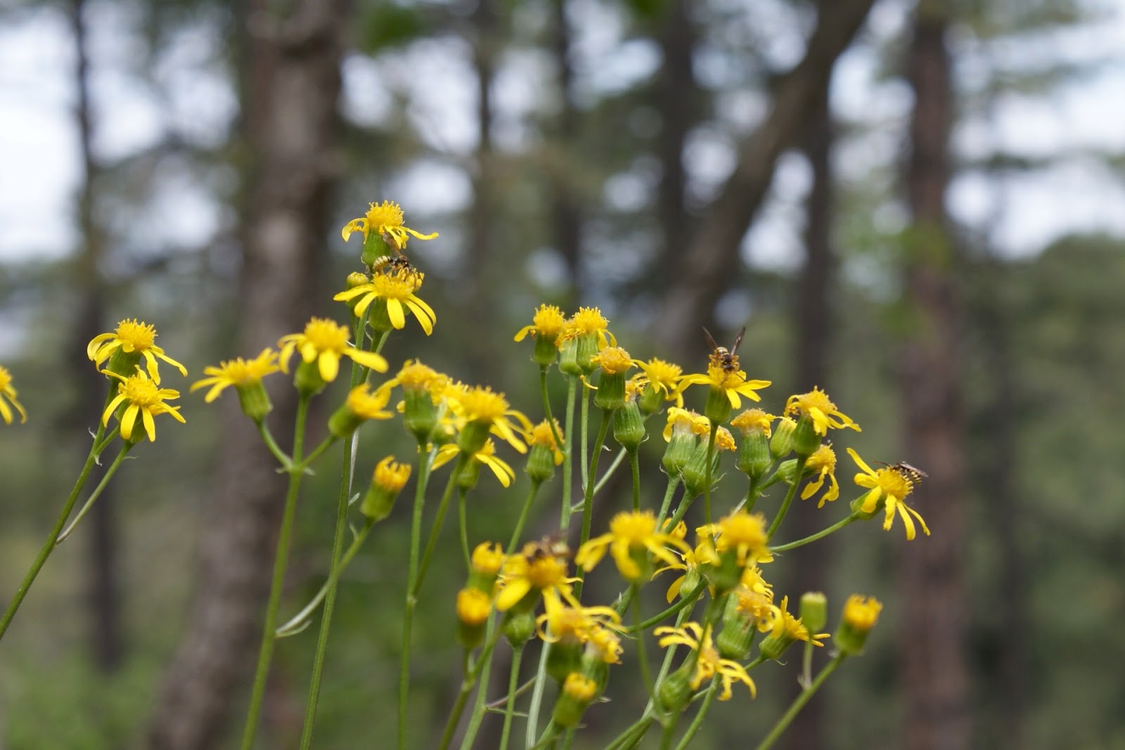 Reminisce...: Life's better on a deck
