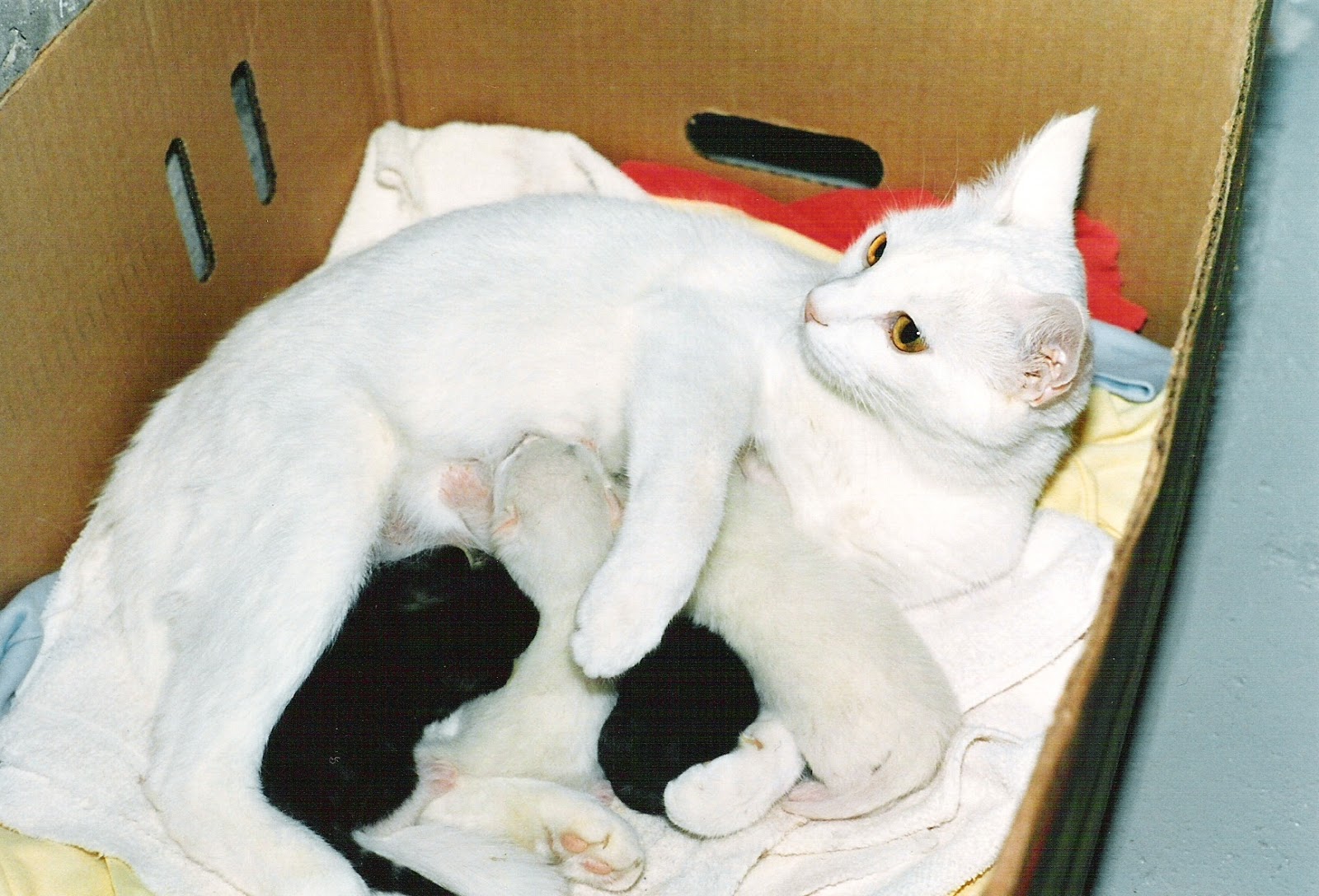 Giving birth to cats