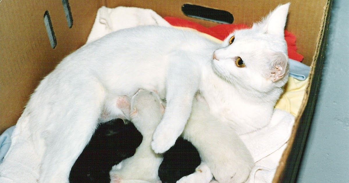 Giving birth to cats