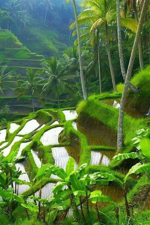 Foto Pemandangan Sawah Indah di Desa Pohon Kelapa Melambai Foto Pemandangan Sawah Indah di Desa Pohon Kelapa Melambai