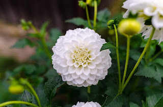tanaman bunga dahlia tanaman bunga dahlia