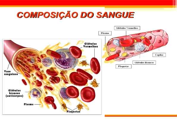 O Sangue e as partes que o compõem - Análises Clínicas.com