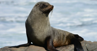 Angka Erek Erek Anjing Laut 2D 3D 4D Dalam Buku Mimpi