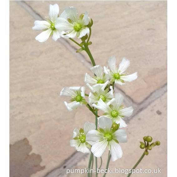 Dionea flowers July 2017 Dionea flowers July 2017 Venus Fly Trap