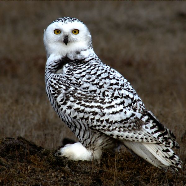 List 90+ Images is a snowy owl a mammal Superb