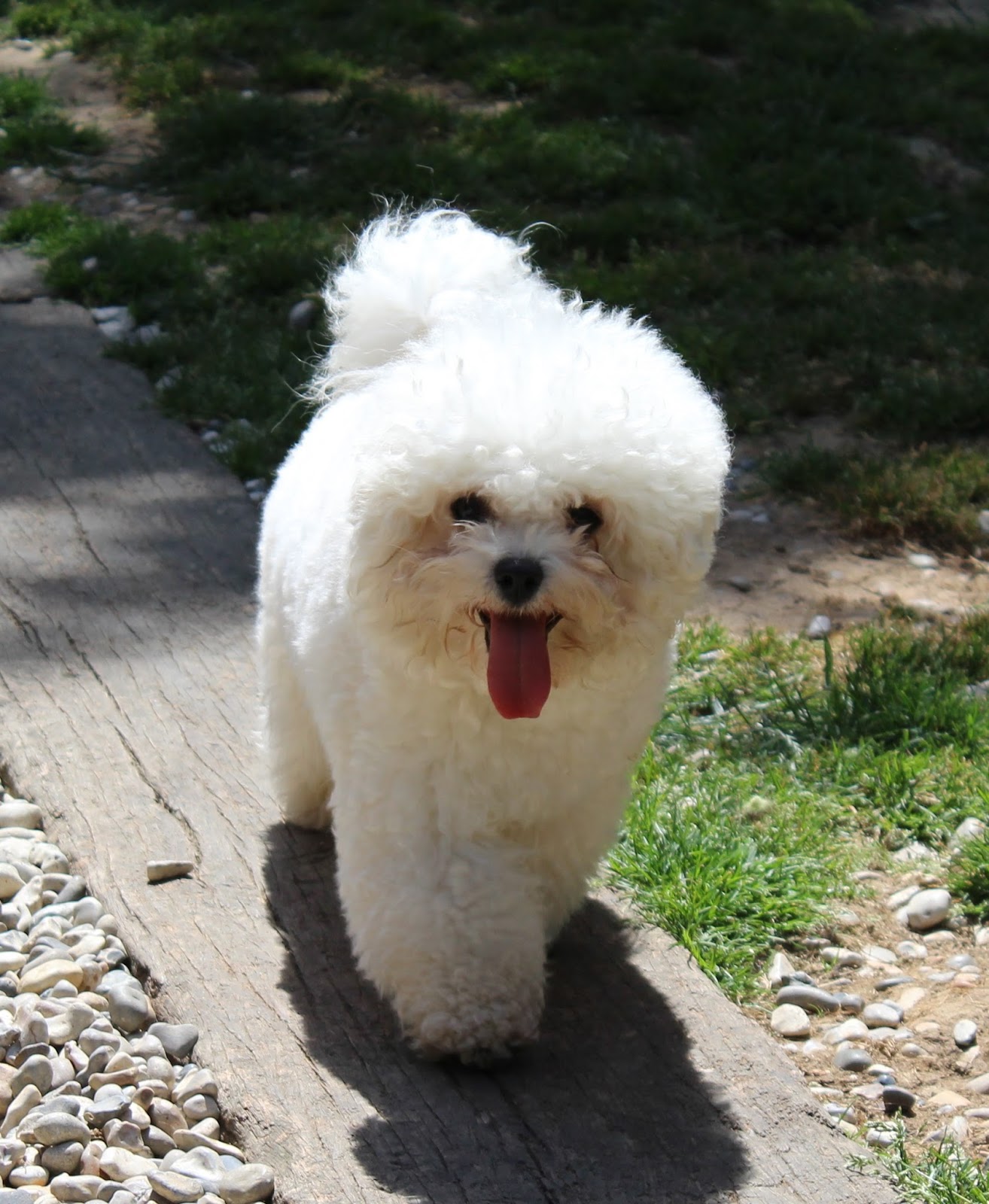 Louise Adel My top 5 dog grooming tips for Autumn and Winter