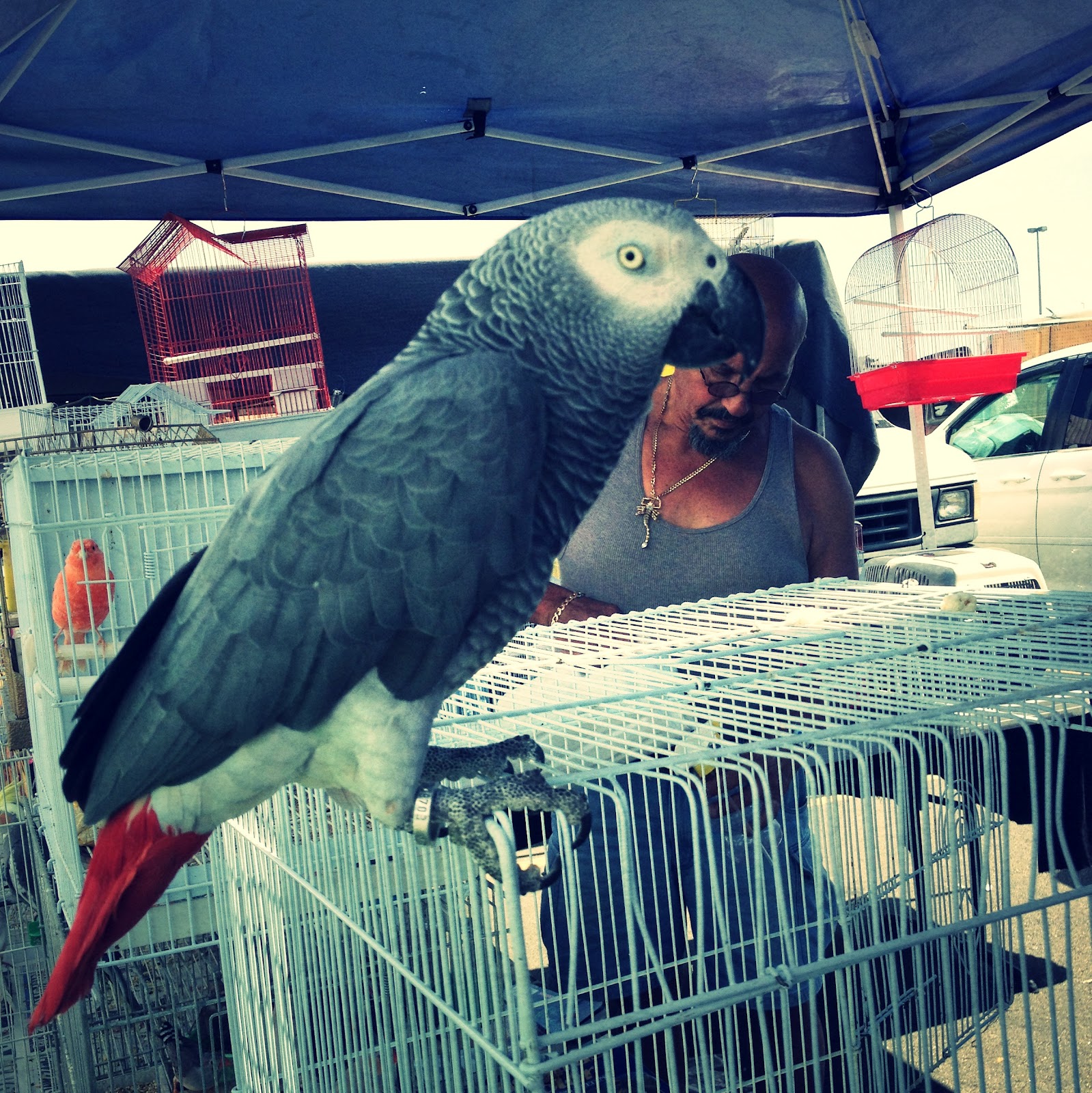 meadowlands-flea-market-hello-chelly