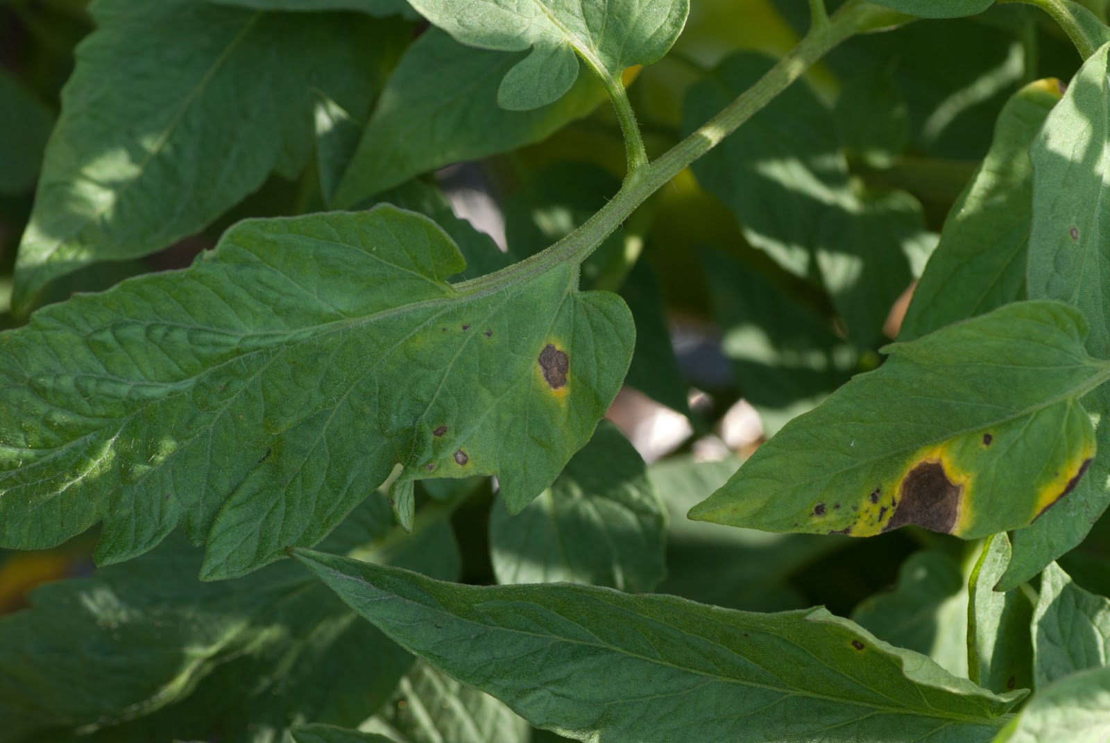 early blight on tomatoes ca chua early blight on tomatoes ca chua