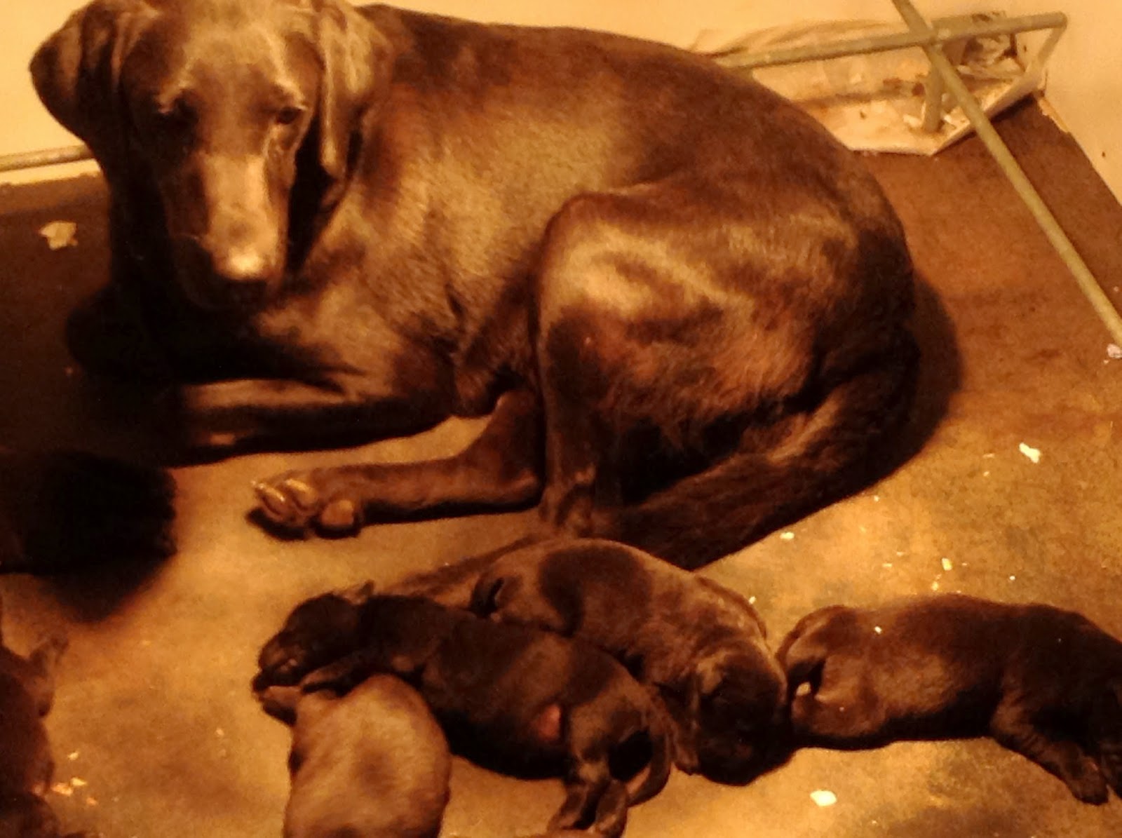 Cuckavalda Gundogs North Yorkshire Leadburn Mabel and her pups