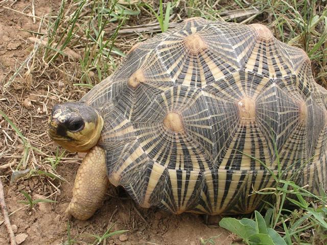 El ojo del buitre: Tortuga radiada (Geochelone radiata)