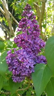 petits-bonheurs-du-printemps Sentir les merveilleux parfums floraux du printemps