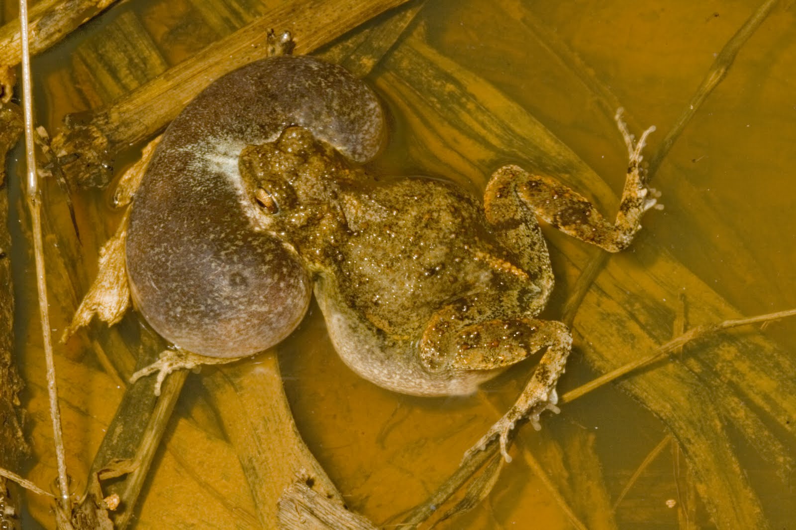 Serpent Research The Evolution of Communication Tungara Frogs