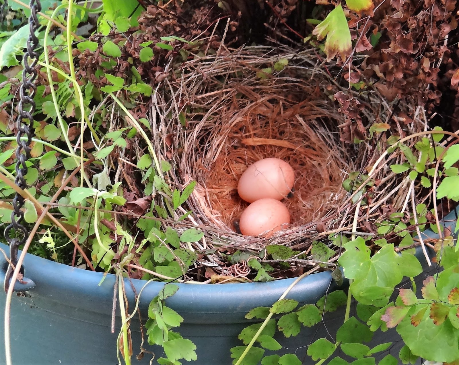 sunshinecoastbirds Nestling Musings Do Australian Bushbirds Commit