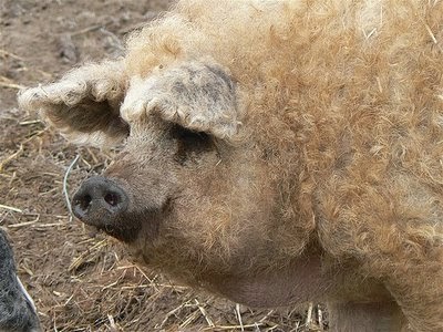 JAMONES TIO ALBERT: El cerdo MANGALICA