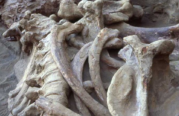 Fosiles de animales prehistoricos Tarija Bolivia