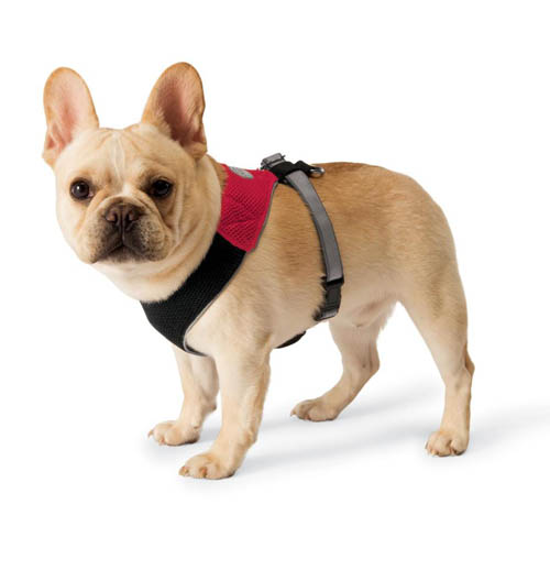 Popular Harnesses And Collars For Dogs Popular Harnesses And Collars For Dogs