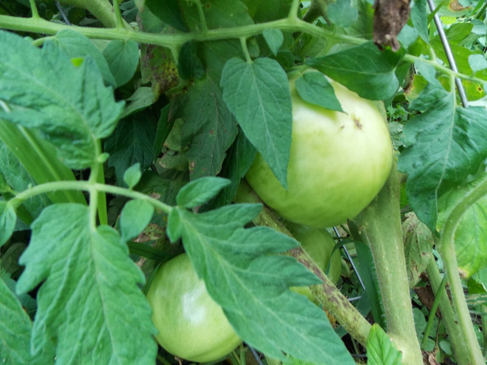 The Farmhouse in the Field It's Tomato Time.. Tomato Time...